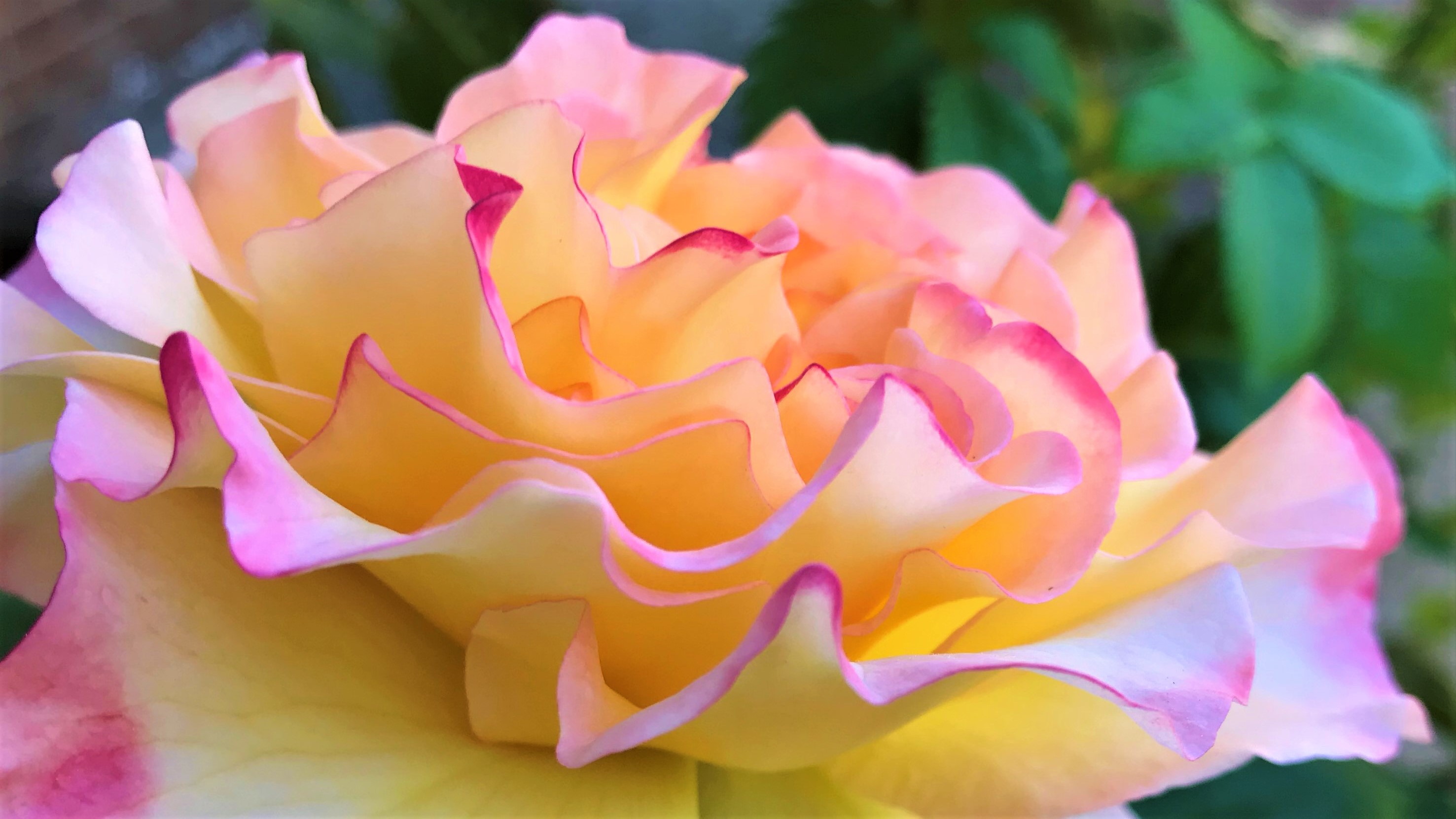 FLOWER 21